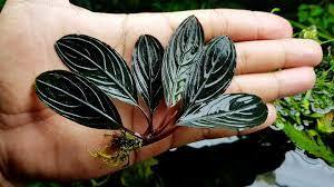 Bucephalandra skeleton king ADET