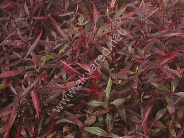 Hygrophila sp red İTHAL BUKET