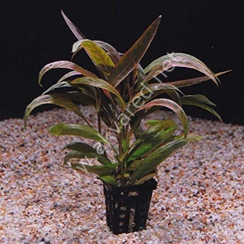 Hygrophila sp red İTHAL BUKET