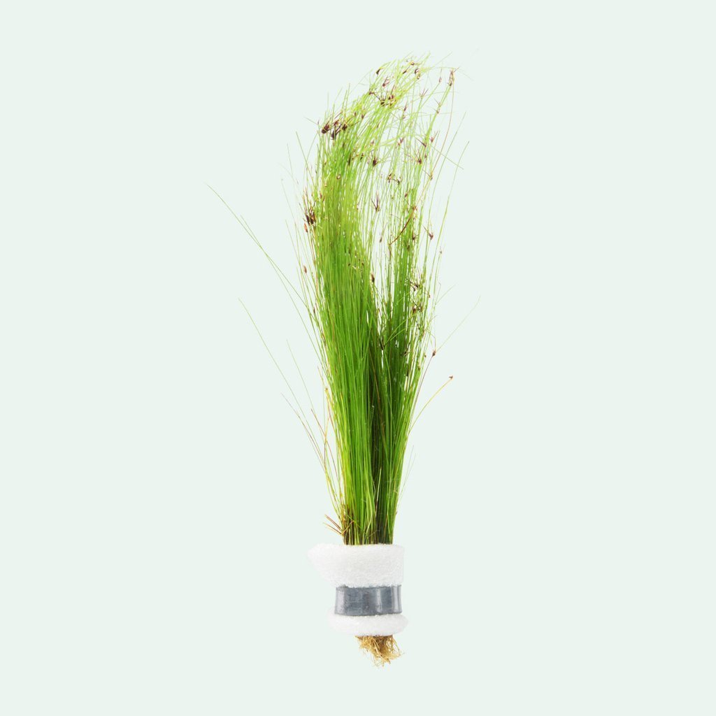 Eleocharis vivipara İTHAL BUKET