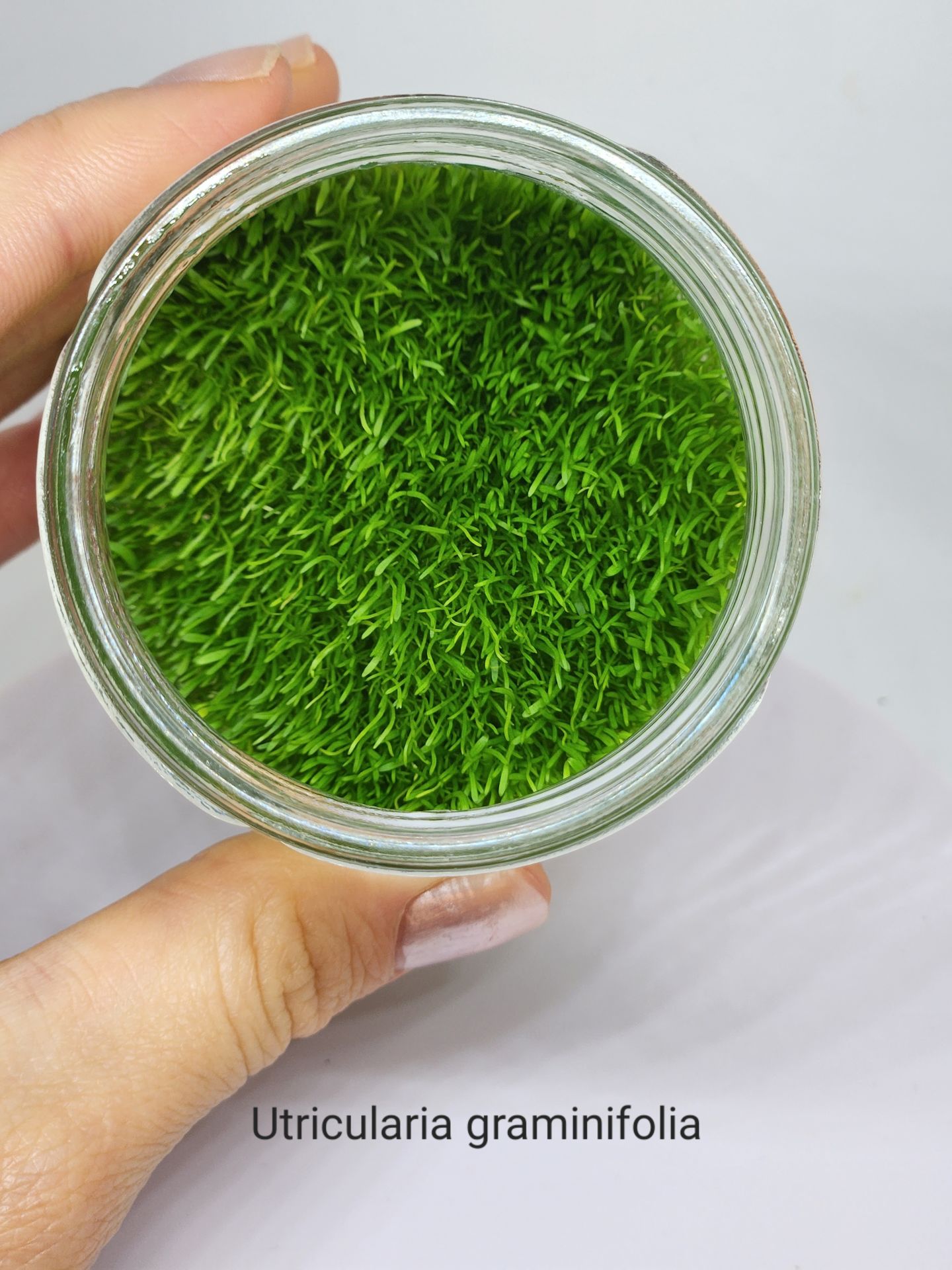 Utricularia graminifolia IN VITRO JAR (KAVANOZ)