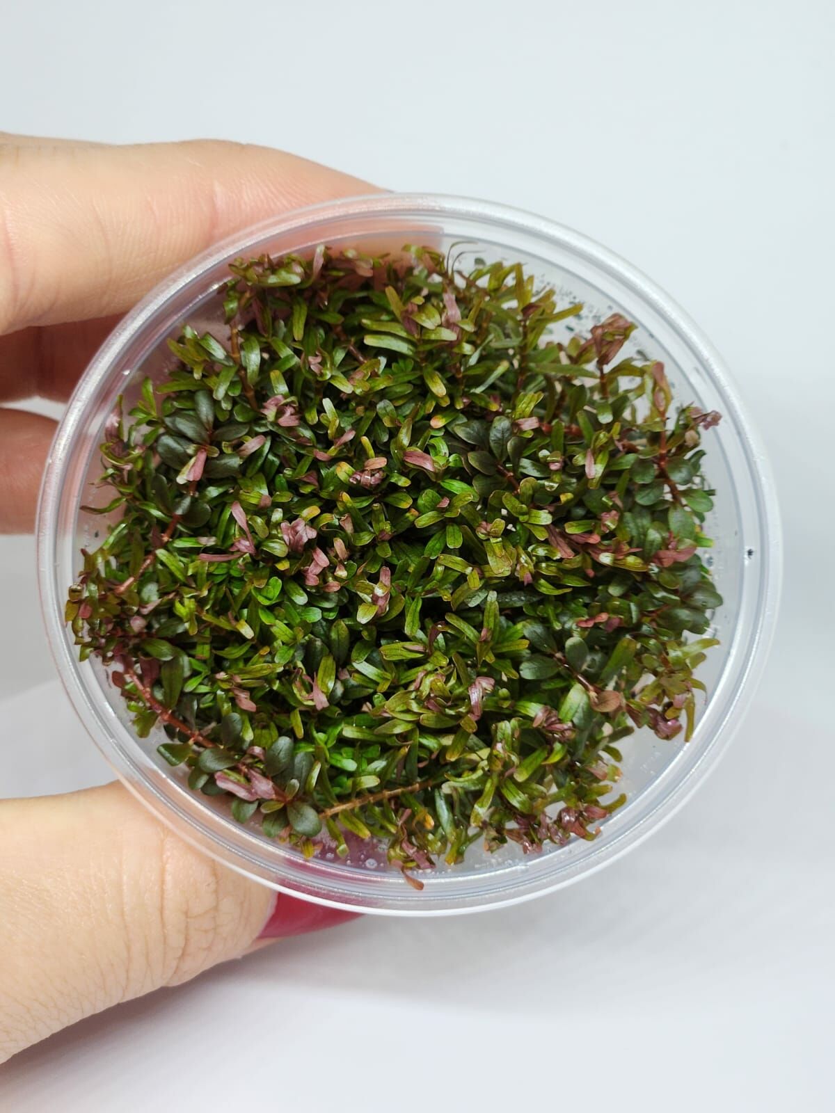 Rotala H'ra IN VITRO CUP