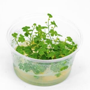 Hydrocotyle tripartita / sp. Japan IN VITRO CUP