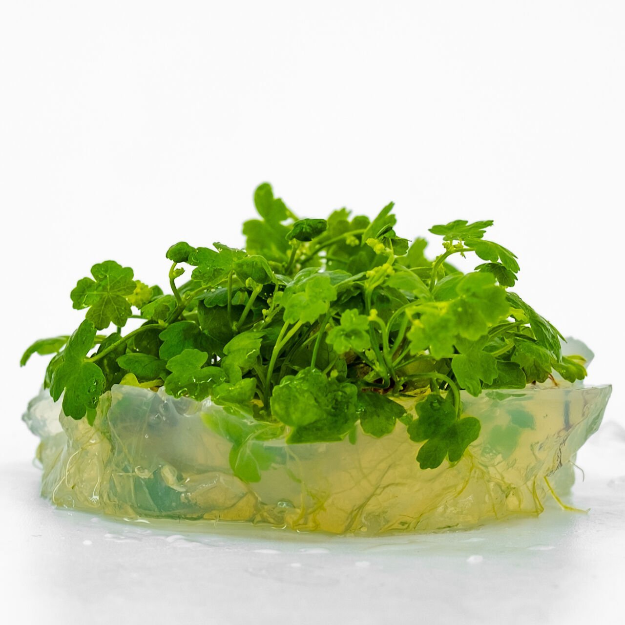 Hydrocotyle tripartita / sp. Japan IN VITRO CUP