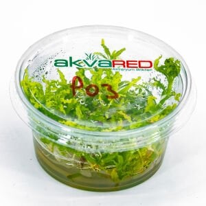 Pogostemon helferi IN VITRO CUP