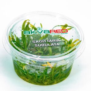 Sagittaria subulata IN VITRO CUP
