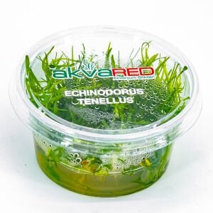 Echinodorus tenellus IN VITRO CUP