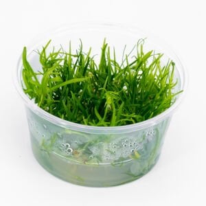 Echinodorus tenellus IN VITRO CUP