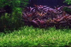 Echinodorus tenellus IN VITRO CUP