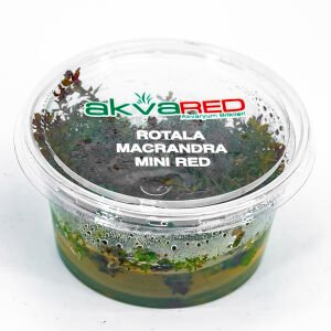 Rotala macrandra mini red IN VITRO  CUP
