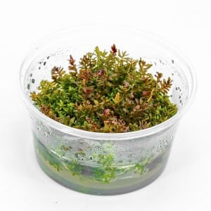 Rotala macrandra mini red IN VITRO  CUP