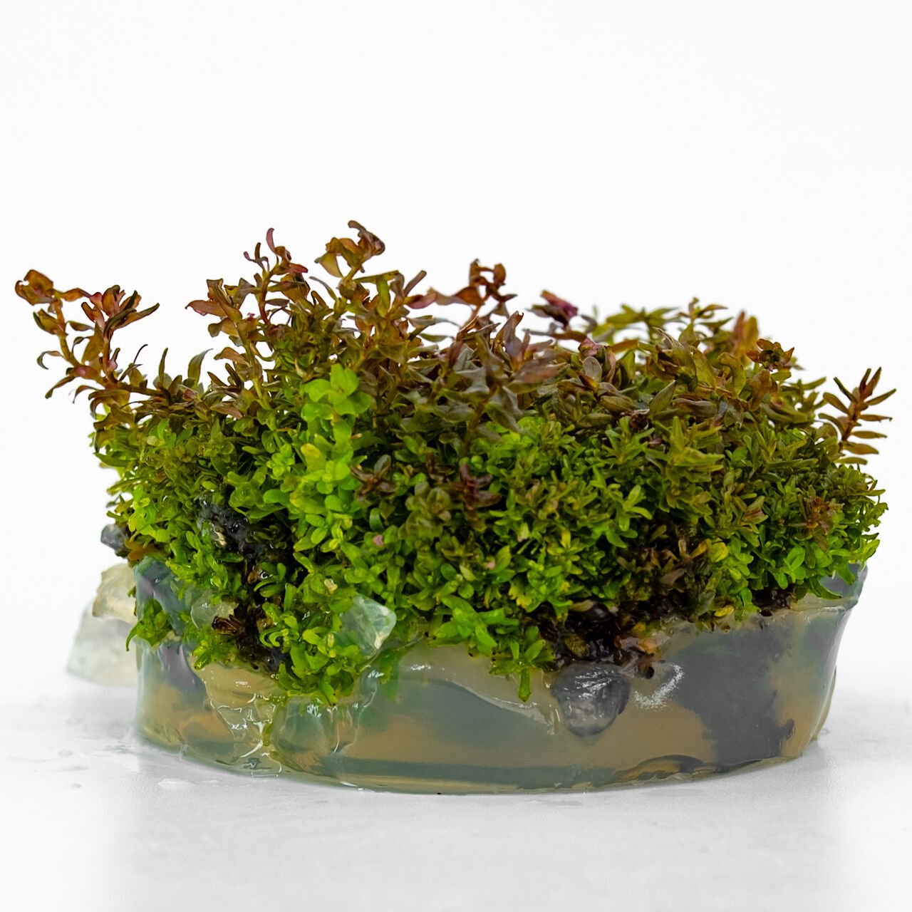 Rotala macrandra mini red IN VITRO  CUP