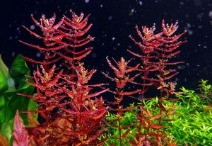 Rotala macrandra mini red IN VITRO  CUP