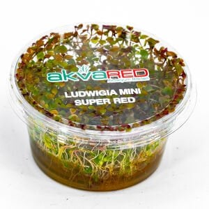 Ludwigia mini super red IN VITRO CUP