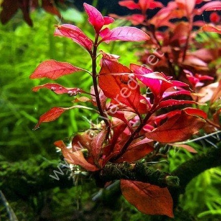 Ludwigia mini super red IN VITRO CUP