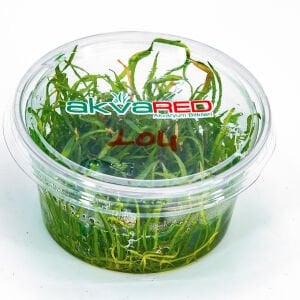 Lilaeopsis novaezelandiae IN VITRO CUP