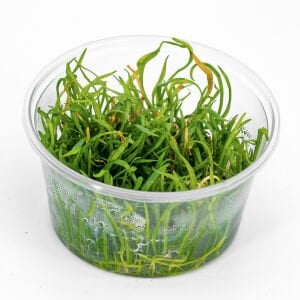 Lilaeopsis novaezelandiae IN VITRO CUP