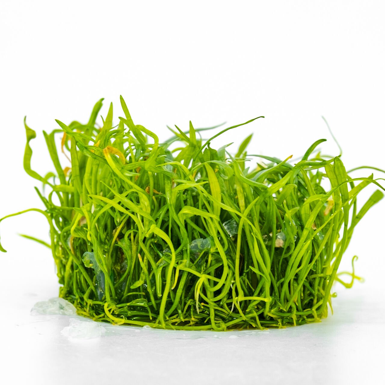 Lilaeopsis novaezelandiae IN VITRO CUP