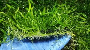 Lilaeopsis novaezelandiae IN VITRO CUP