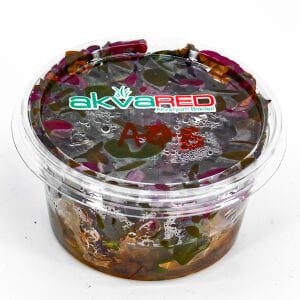 Alternanthera rosaefolia IN VITRO CUP