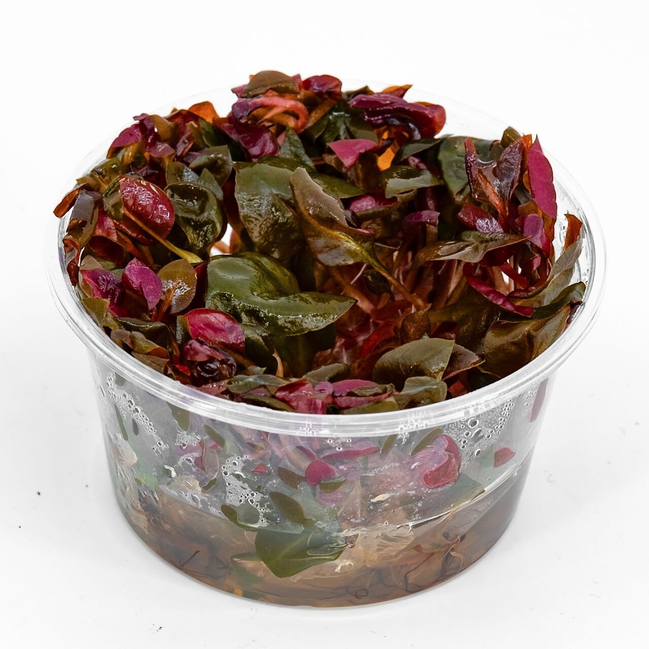 Alternanthera rosaefolia IN VITRO CUP