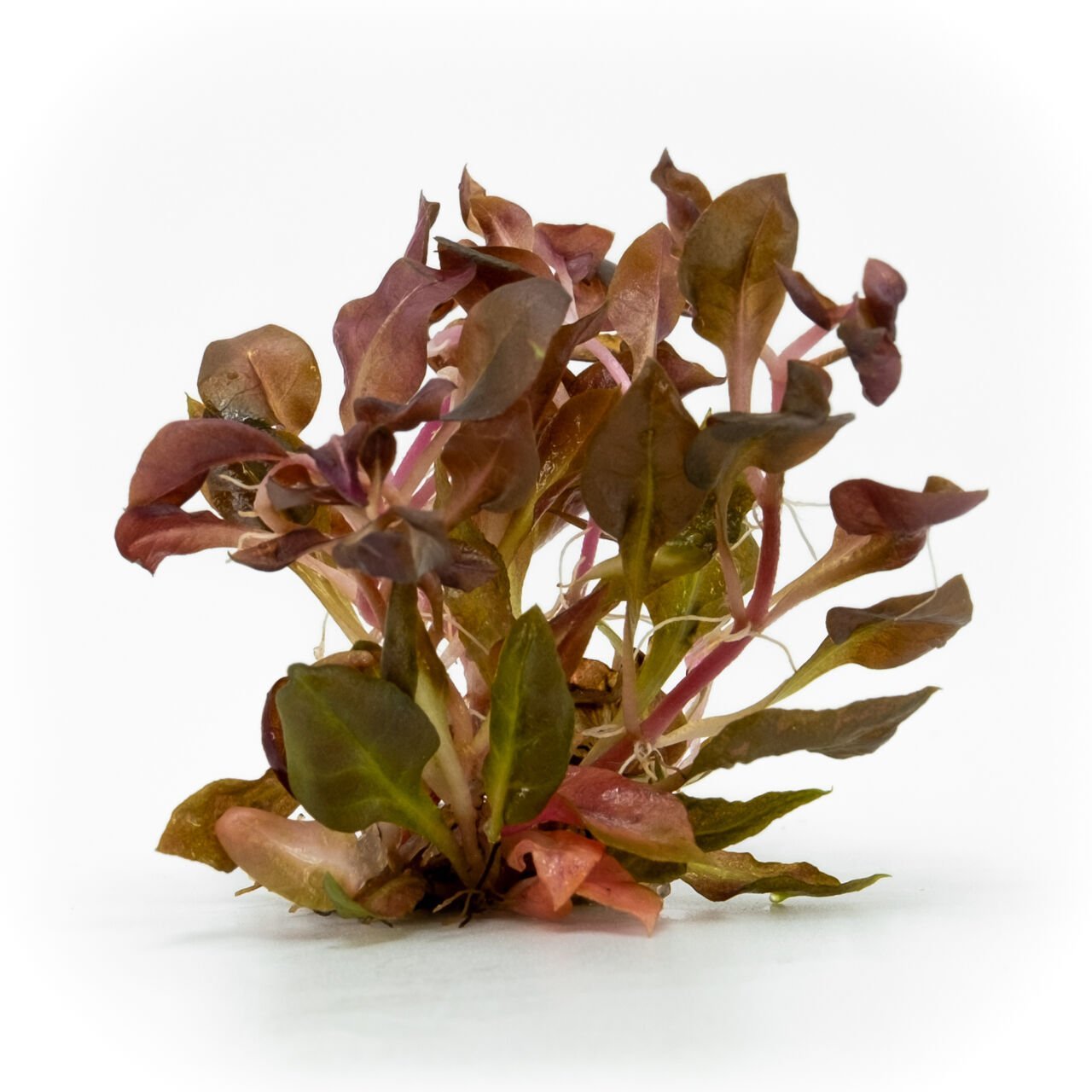 Alternanthera rosaefolia EXVITRO