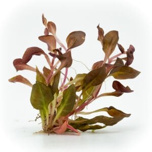 Alternanthera rosaefolia EXVITRO