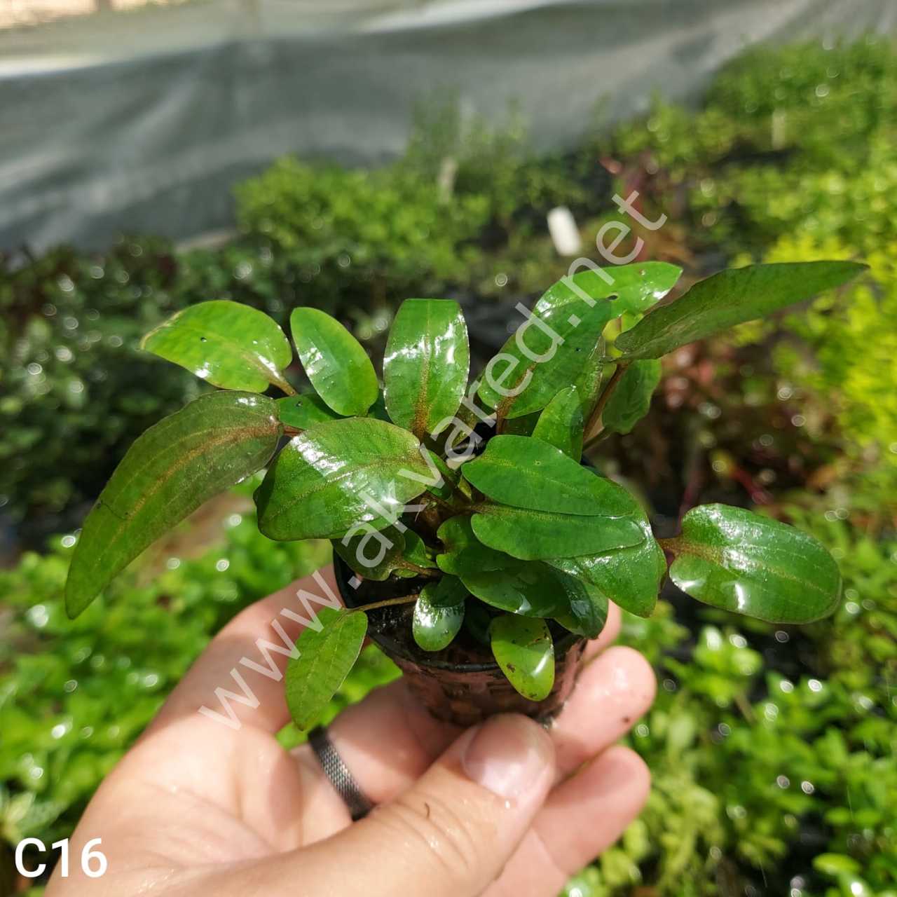 Cryptocoryne wendtii Green İTHAL BUKET ÖN SİPARİŞ