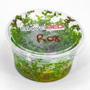Rotala macrandra IN VITRO CUP