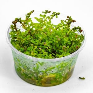 Rotala macrandra IN VITRO CUP