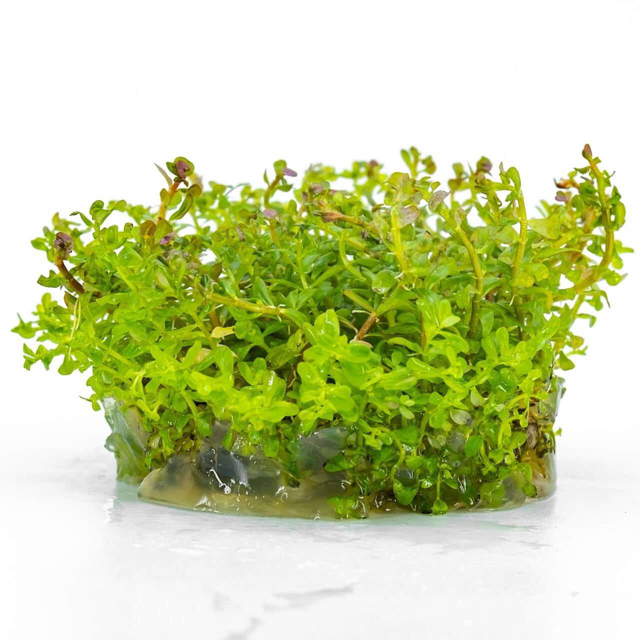 Rotala macrandra IN VITRO CUP