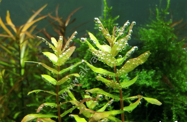 Rotala macrandra IN VITRO CUP