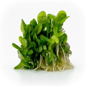 Ammannia / Rotala bonsai EXVITRO