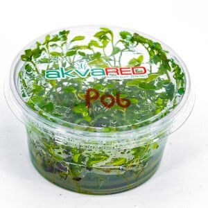 Proserpinaca palustris 'Cuba IN VITRO CUP