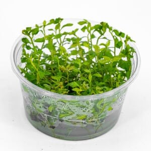 Proserpinaca palustris 'Cuba IN VITRO CUP