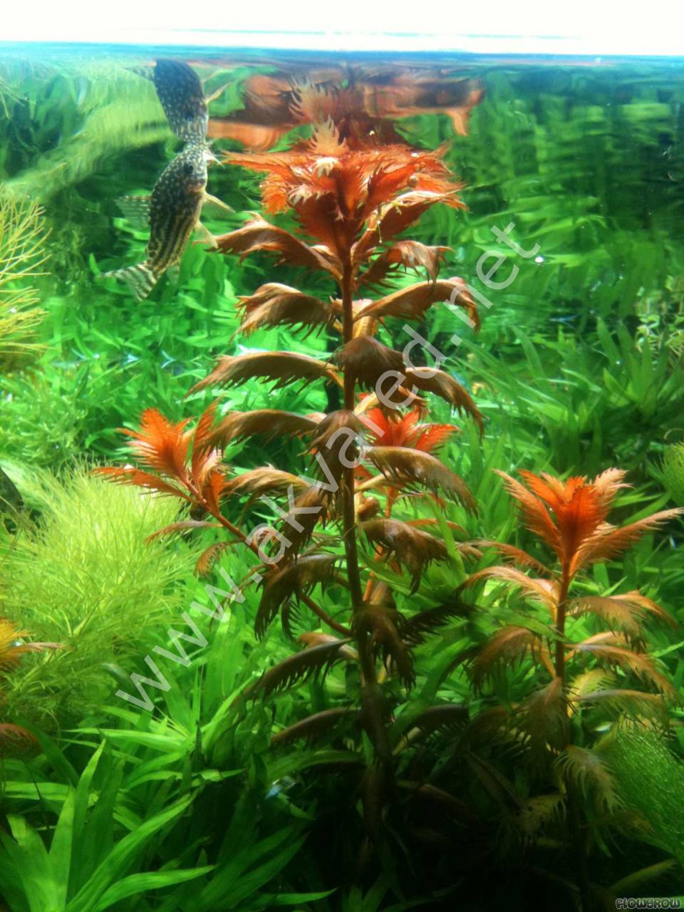 Proserpinaca palustris 'Cuba IN VITRO CUP