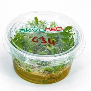 Cryptocoryne axelrodi IN VITRO CUP