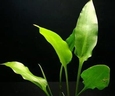 Cryptocoryne cilliata İTHAL BUKET