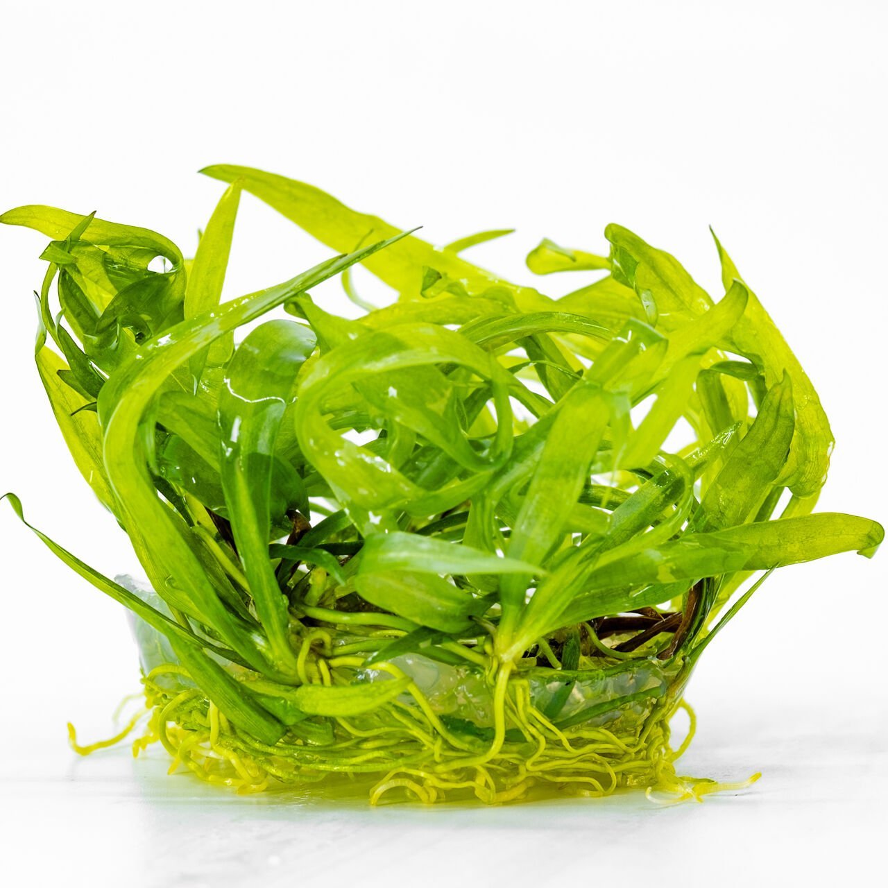 Echinodorus latifolius IN VITRO CUP