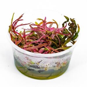 Hygrophila lancea araguaia pink lady IN VITRO CUP