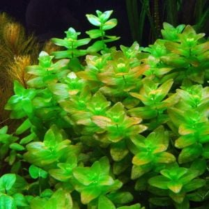 Bacopa amplexicaulis İTHAL BUKET ÖN SİPARİŞ