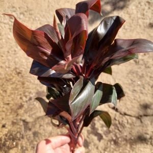 Cordyline Compacta İTHAL BUKET ÖN SİPARİŞ