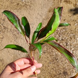 Cordyline red edge BUKET ÖN SİPARİŞ