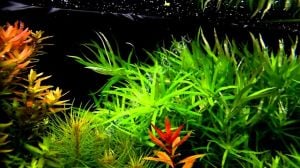 Heteranthera zosterifolia İTHAL BUKET ÖN SİPARİŞ