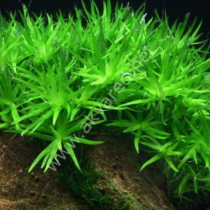 Heteranthera zosterifolia İTHAL BUKET ÖN SİPARİŞ