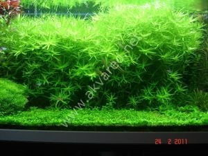 Heteranthera zosterifolia İTHAL BUKET ÖN SİPARİŞ