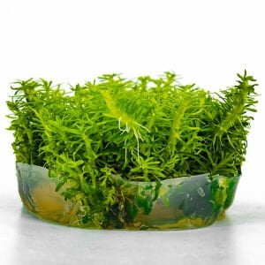 Pogostemon erectus IN VITRO CUP