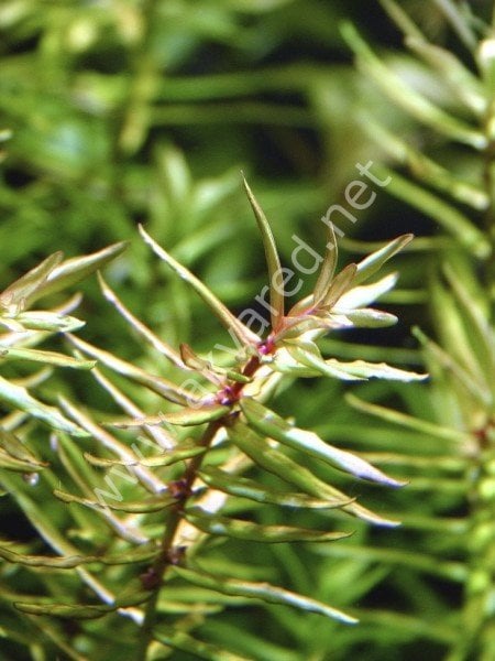 Didiplis diandra IN VITRO CUP