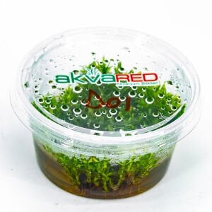 Didiplis diandra IN VITRO CUP