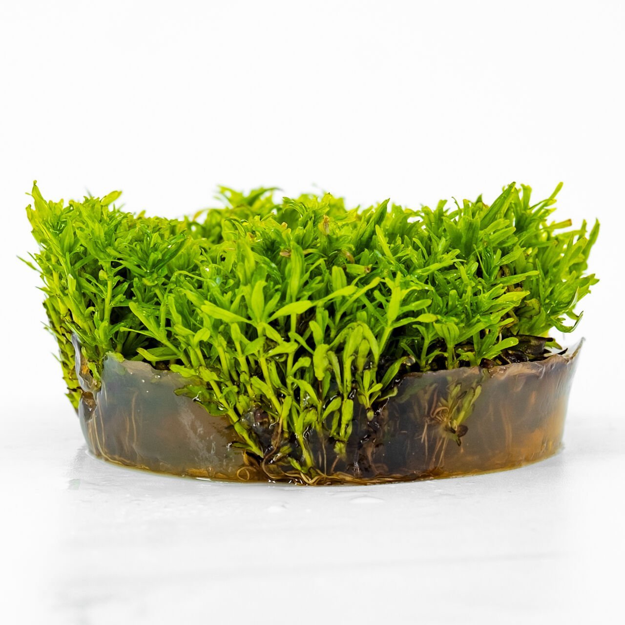 Didiplis diandra IN VITRO CUP